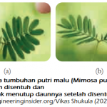 Penjelasan Karakteristik Makhluk Hidup (Part 1)