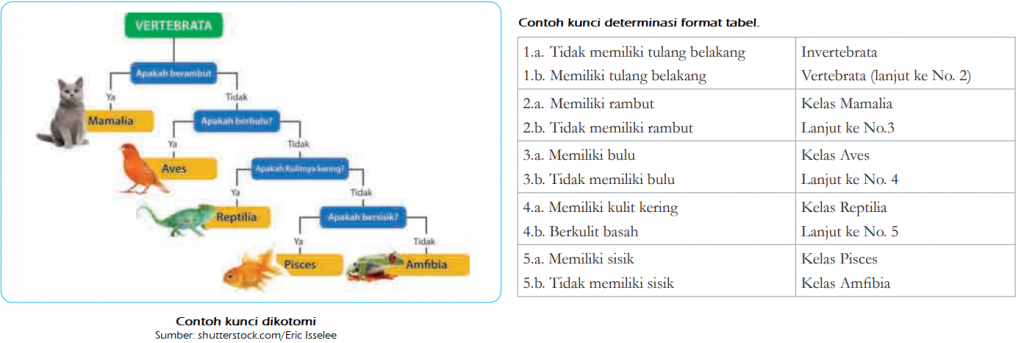 Mengenal Kunci Dikotomi dan Kunci Format Tabel