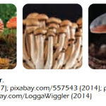 Klasifikasi Makhluk Hidup Kingdom Fungi