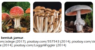 Klasifikasi Makhluk Hidup Kingdom Fungi