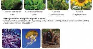 Klasifikasi Makhluk Hidup Kingdom Plantae dan Animalia