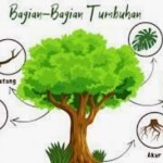 Materi Bagian Tubuh Tumbuhan dan Fungsinya