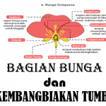 Materi Bagian Bunga dan Perkembangbiakan Tumbuhan